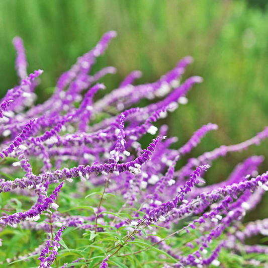 Salvia leucantha 14cm