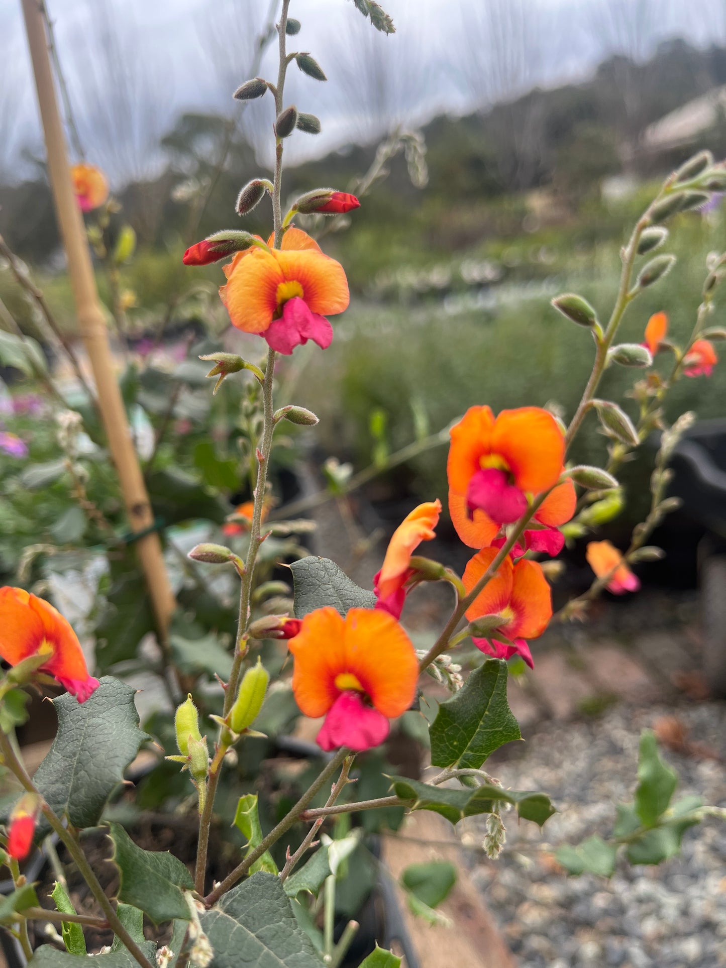 Chorizema varium 'Paxton Fire Sticks' 14cm
