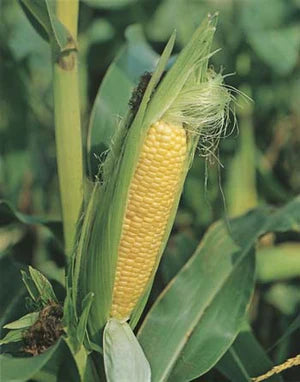 Sweet Corn Early Extra Sweet F1 10g Seeds