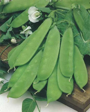 Snow Pea Oregon Dwarf 40g