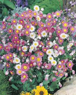 Everlasting Daisies Wildflowers 300 Seeds