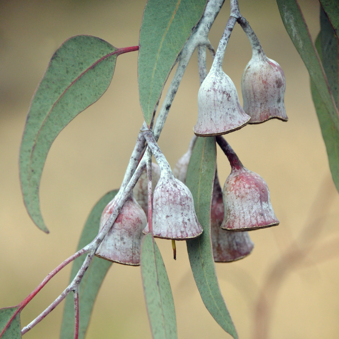 Eucalyptus 'Silver Princess' 20cm