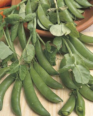 Sugar Snap Pea Dwarf 40g