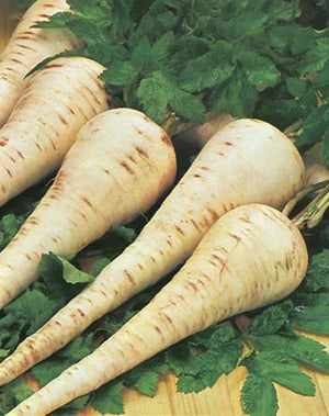 Parsnip Gladiator F1 200 Seeds