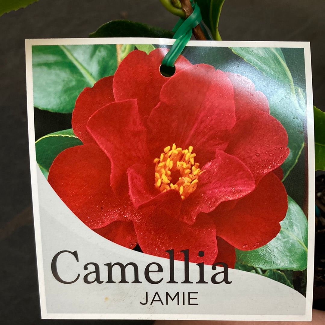 Camellia 'Jamie' 7cm