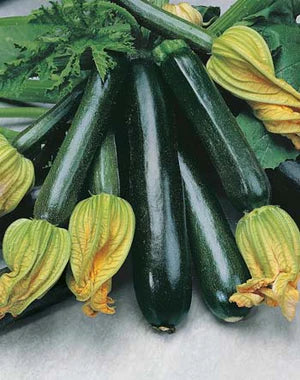 Zucchini Blackjack 20 Seeds