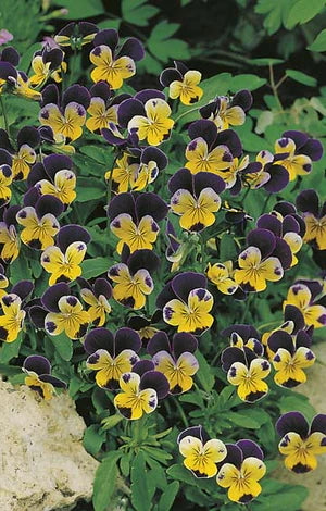 Heartsease Johnny Jump Up 150 Seeds