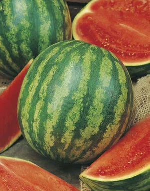 Watermelon Allsweet 50 Seeds