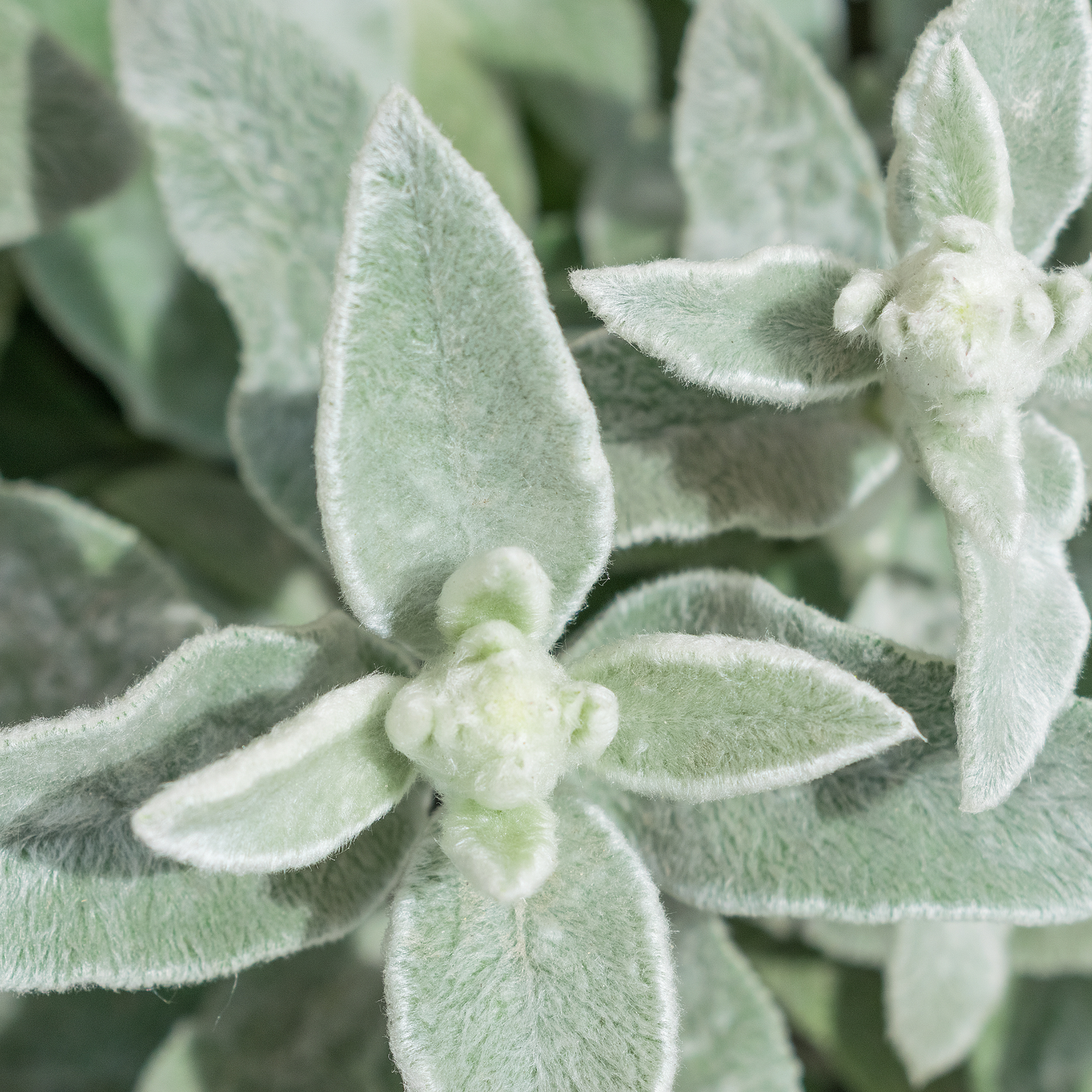 Stachys 'Lambs Ears' 14cm