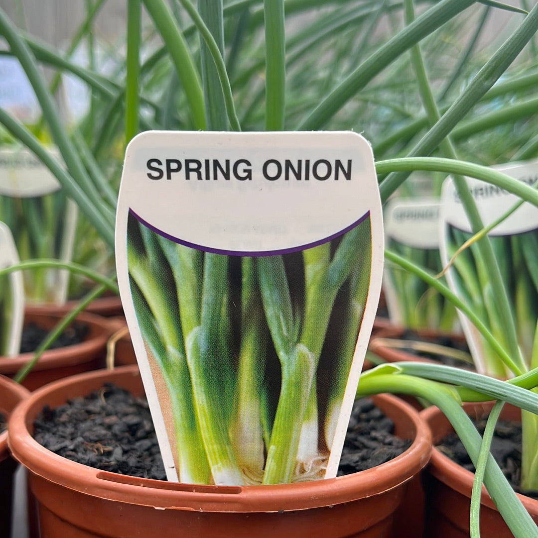 Spring Onion 100mm