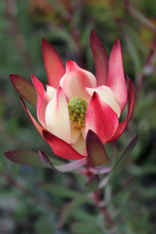 Leucadendron 'Strawberries & Cream' 25cm