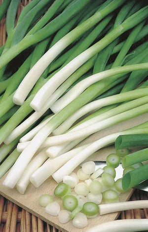 Spring Onion Bunching Ishikura 500 Seeds