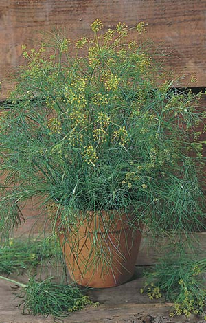 Dill 750 Seeds