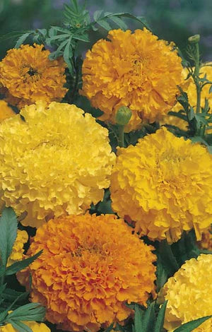 Marigold (African) Crackerjack 250 Seeds