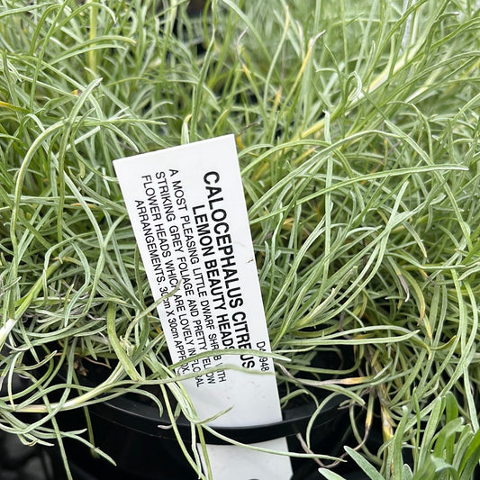 Calocephalus citreus 18cm