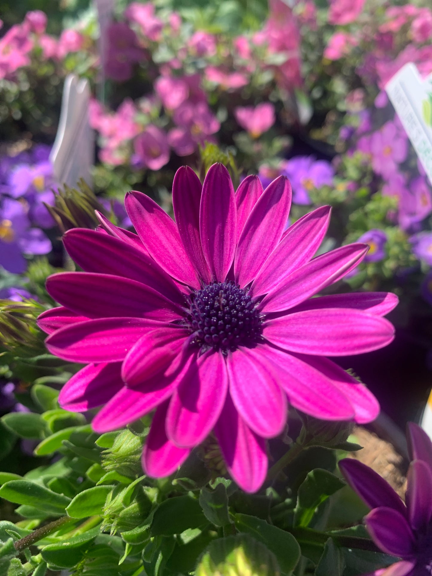 Osteospermum 'Serenity Dark Purple' 14cm