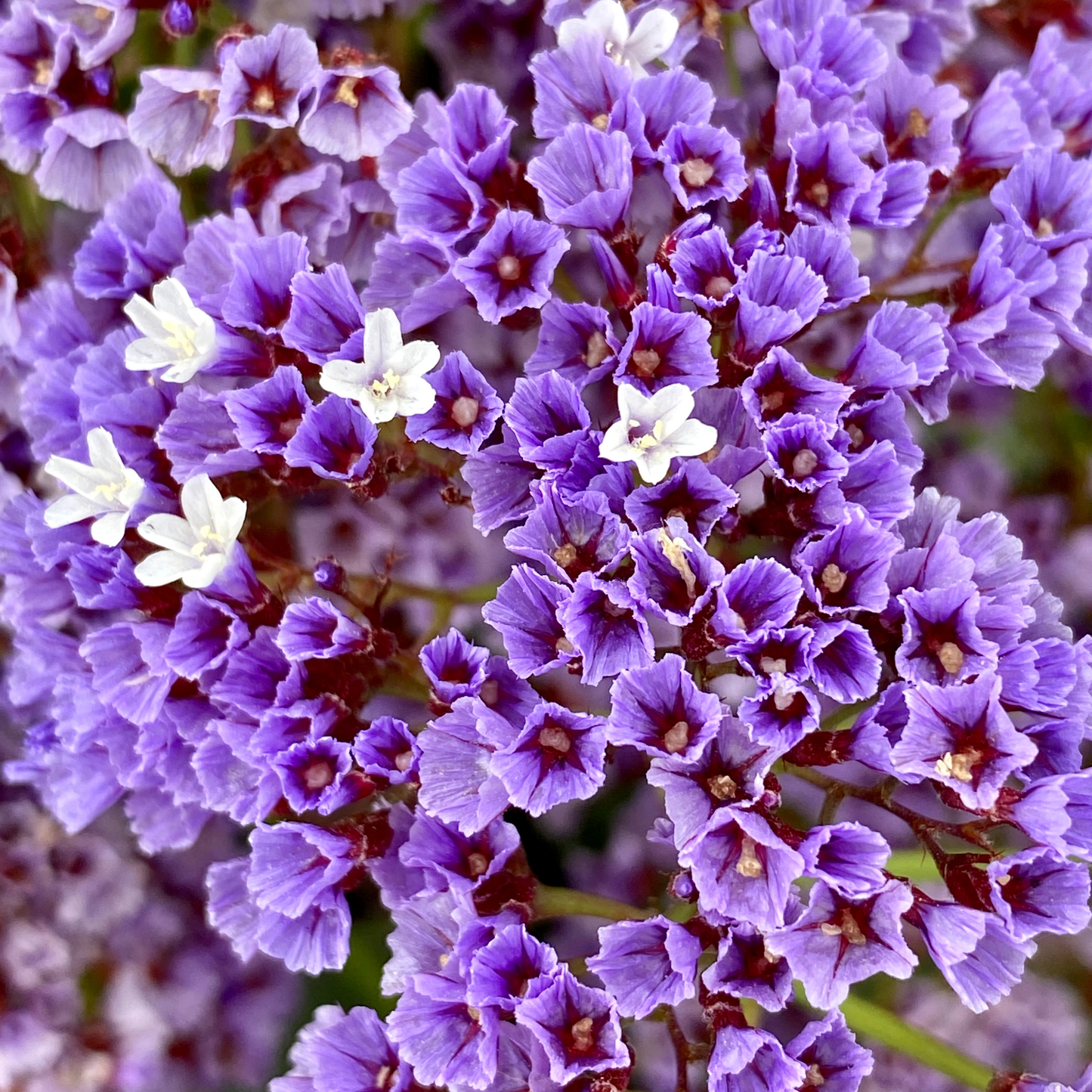 Limonium perezii 'Perennial Statice' 7cm