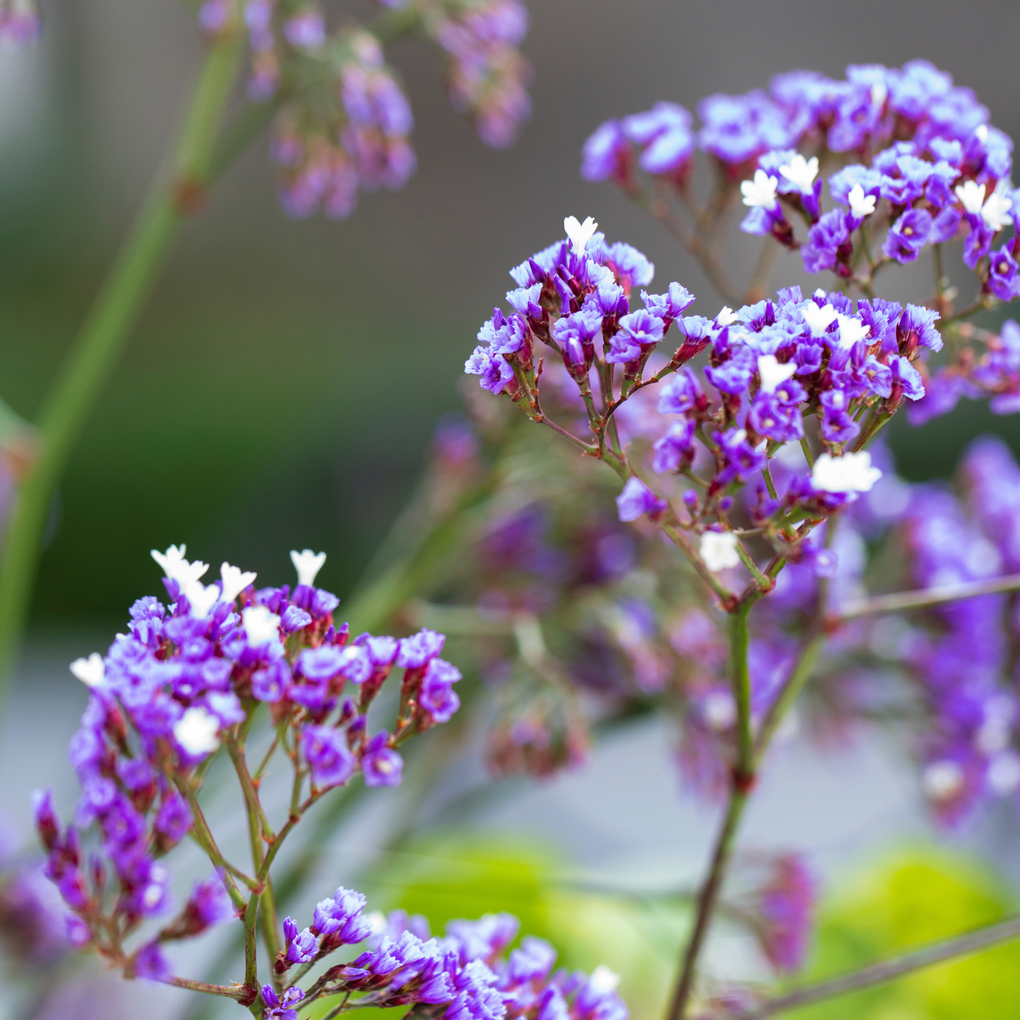 Limonium perezii 'Perennial Statice' 7cm