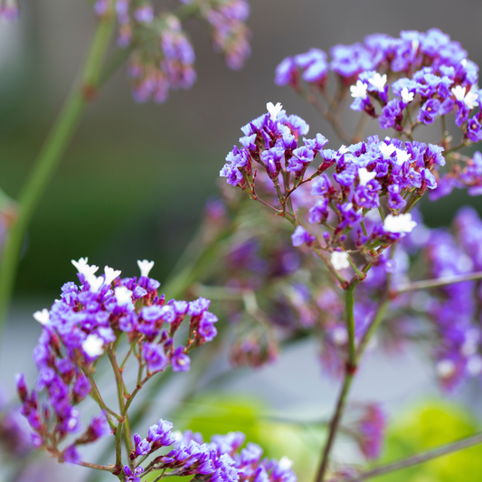 Limonium perezii 'Perennial Statice' 7cm