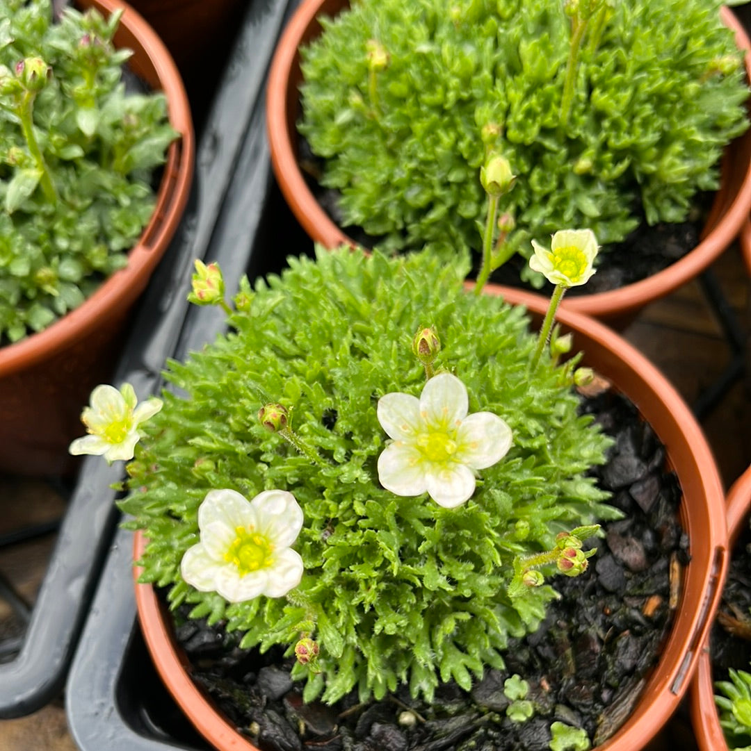 Saxifraga 'Highlander Mix' 100mm