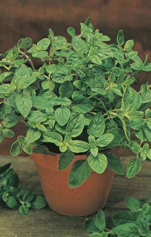 Oregano 1250 Seeds