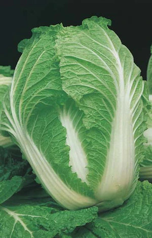 Cabbage Chinese Nagaoka F1 100 seeds