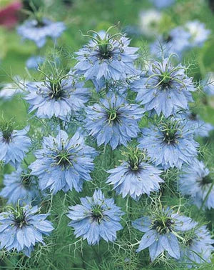 Nigella Love In a Mist 500 Seeds