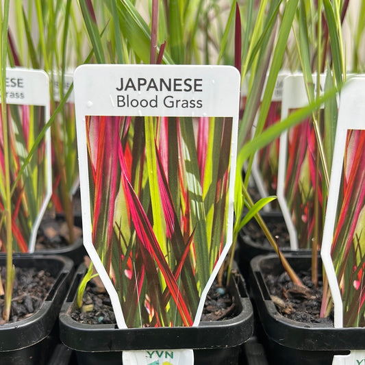 Imperata cylindrica rubra "Blood grass" 7cm