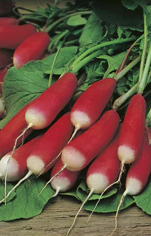 Radish French Breakfast 500 Seeds