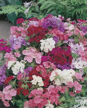 Zoom Phlox Brilliancy Dwarf 250 Seeds