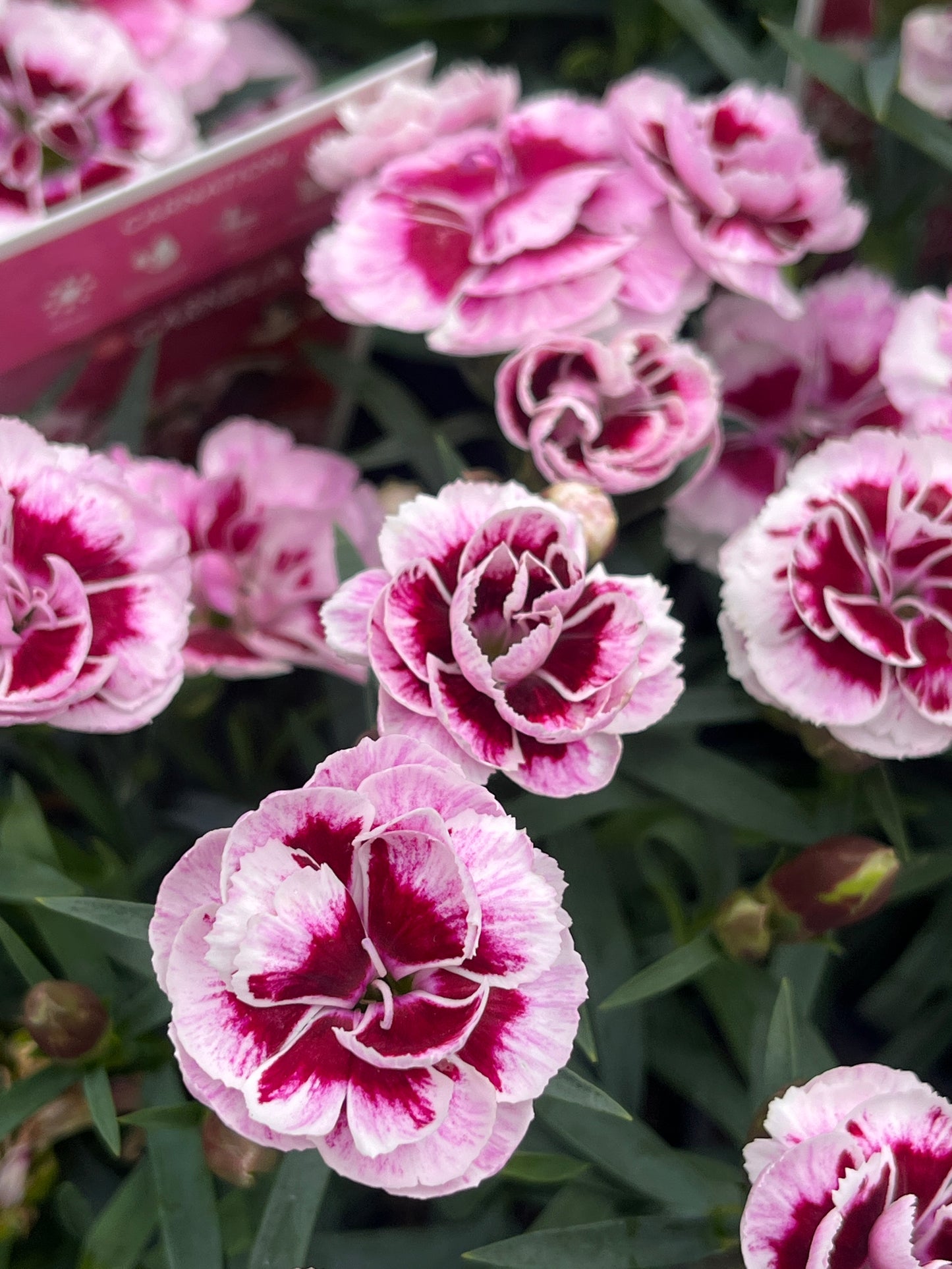 Dianthus 'Sprint Fancy White' 14cm