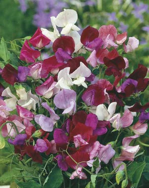 Sweet Pea Perfume Mix 30 Seeds