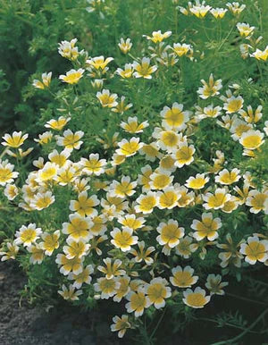 Poached Egg Flower 100 Seeds