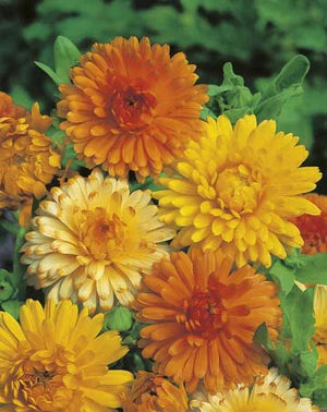 Calendula Pacific Beauty Mixed 200 Seeds