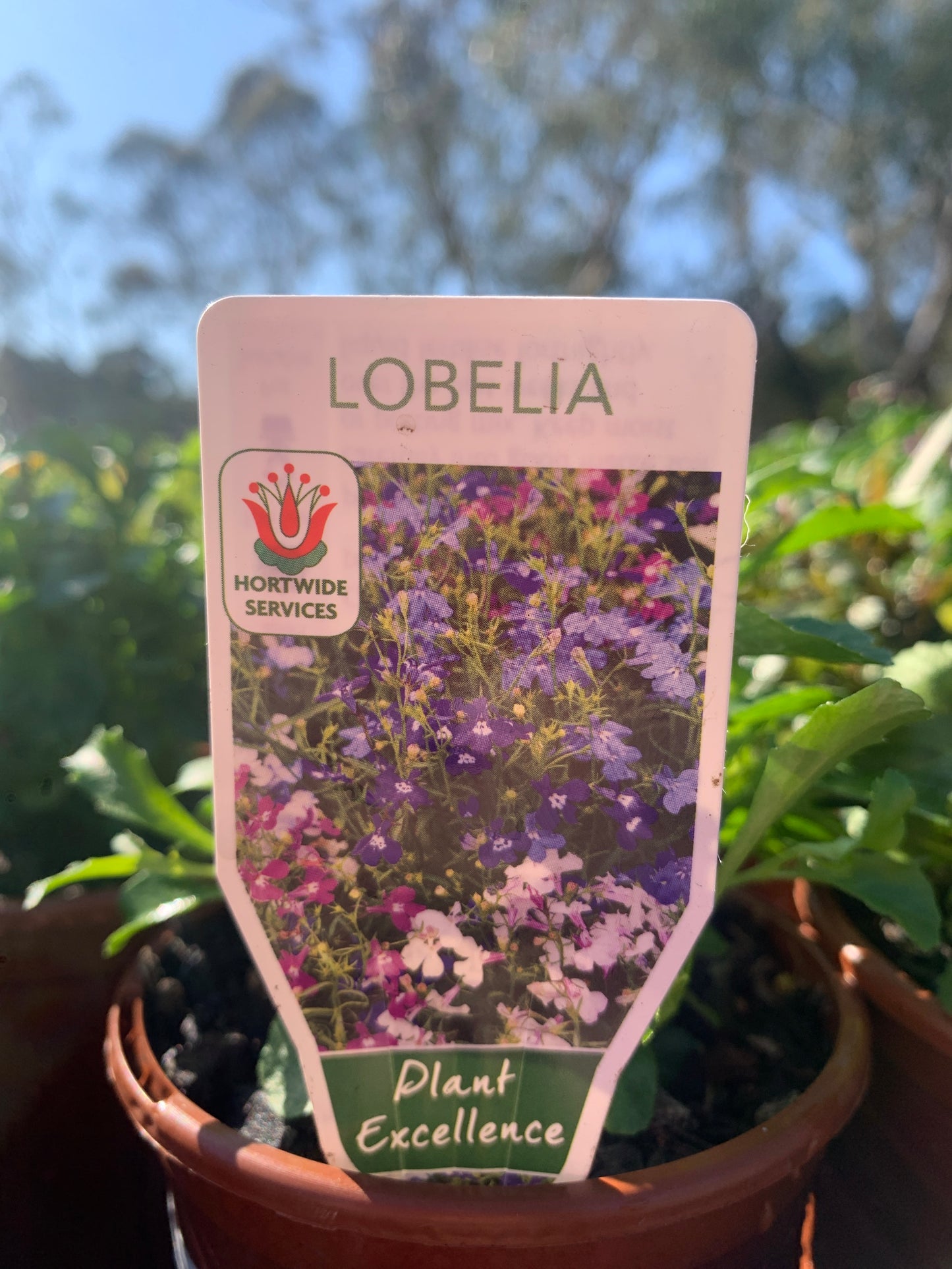 Lobelia 100mm