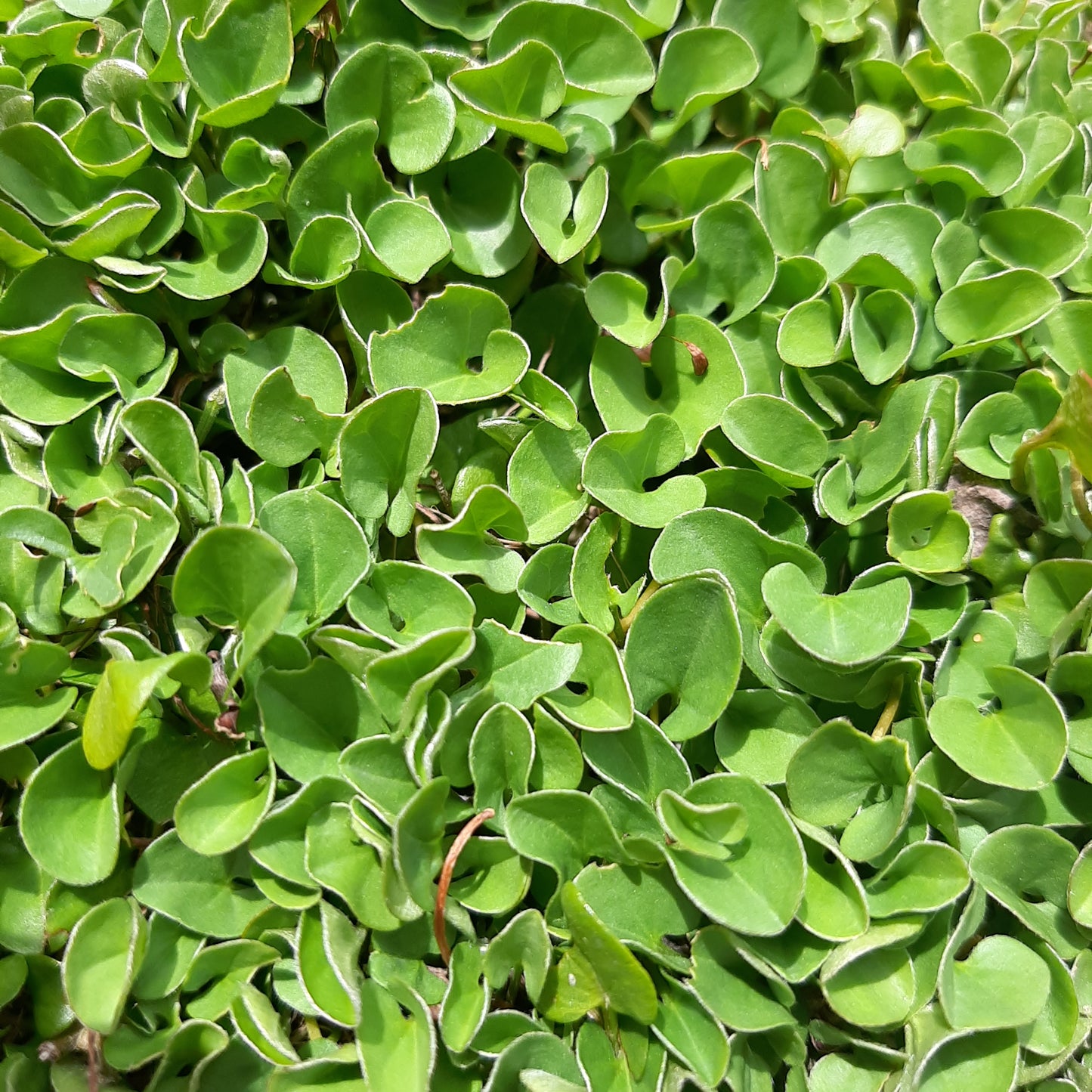 Dichondra repens 7cm