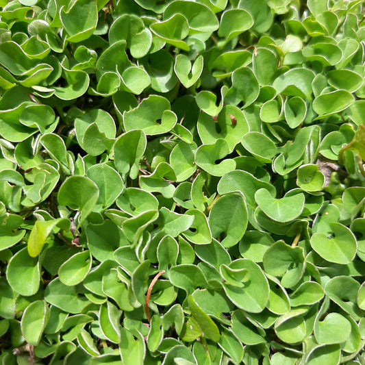 Dichondra repens 7cm