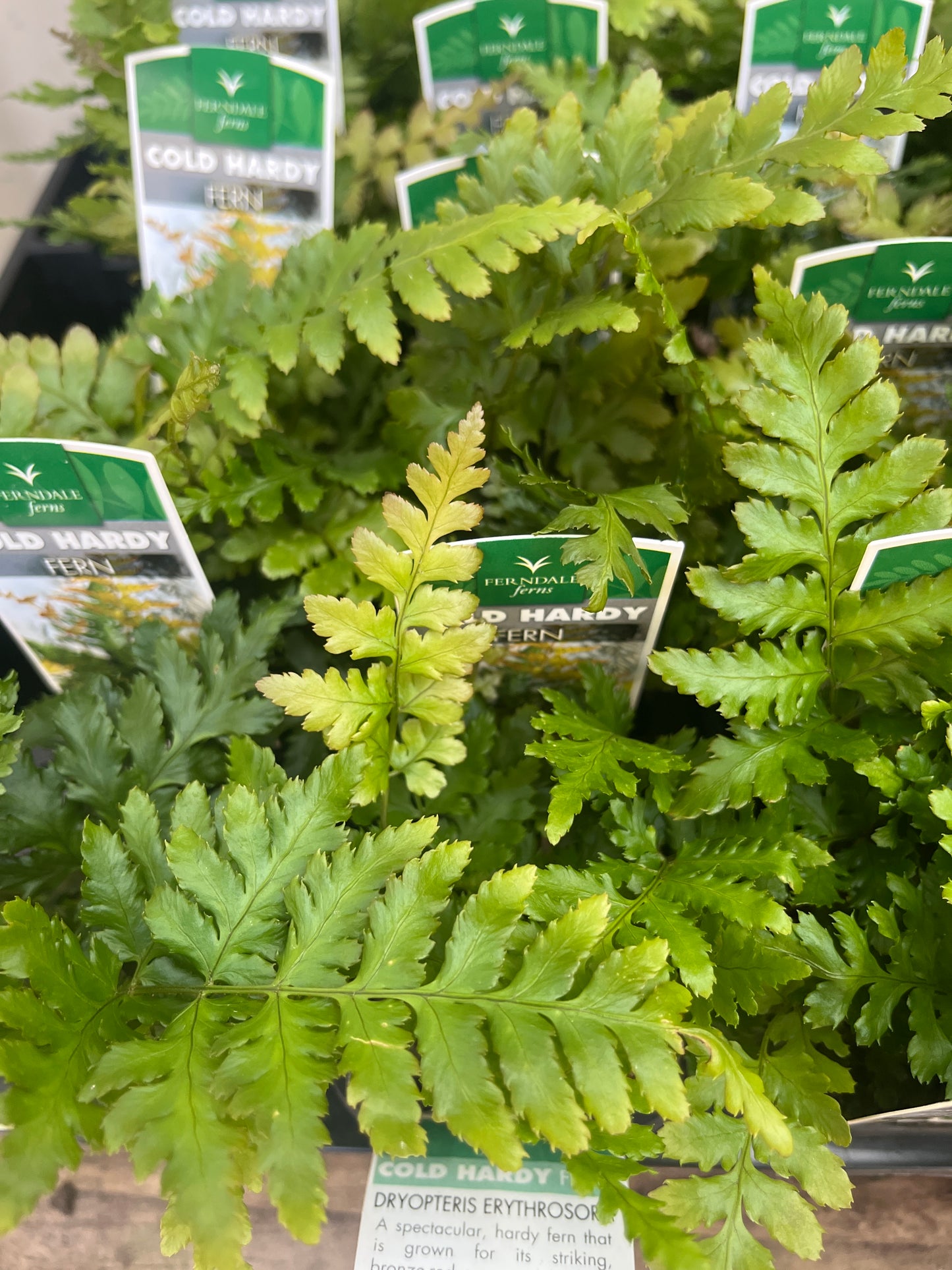 Dryopteris erythrosora 'Autumn Fern' 7cm