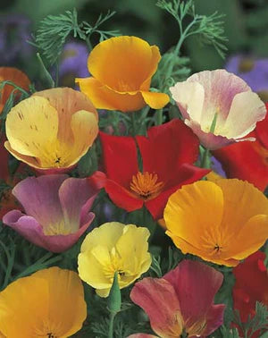 Californian Poppy Single Mixed 500 seeds