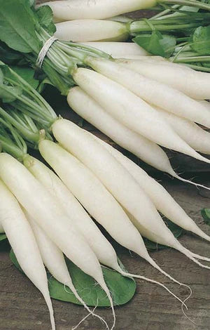 Radish Long White Icicle 350 Seeds