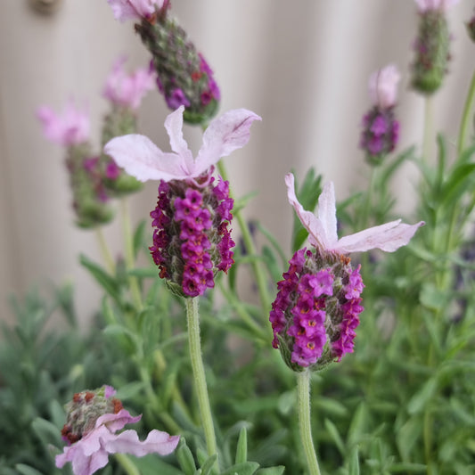 Lavender 'Pink Queen' 14cm
