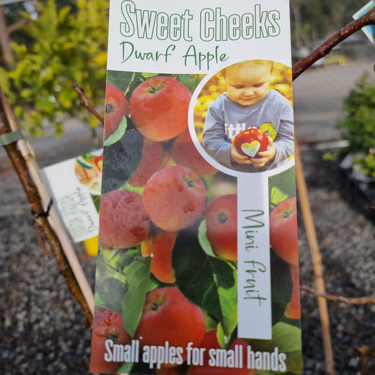 Apple Dwarf 'Sweet Cheeks' 20cm