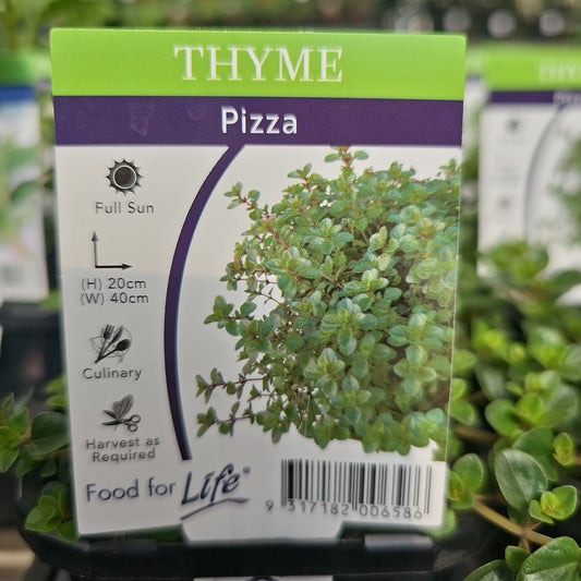 Thyme Pizza/Italian Thymus nummularis 10cm
