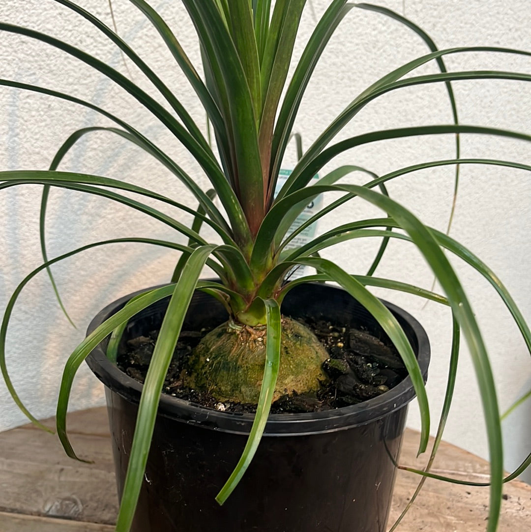 Pony Tail Palm 20cm