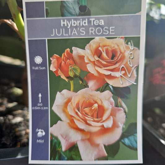 Rose 'Julias Rose' 20cm