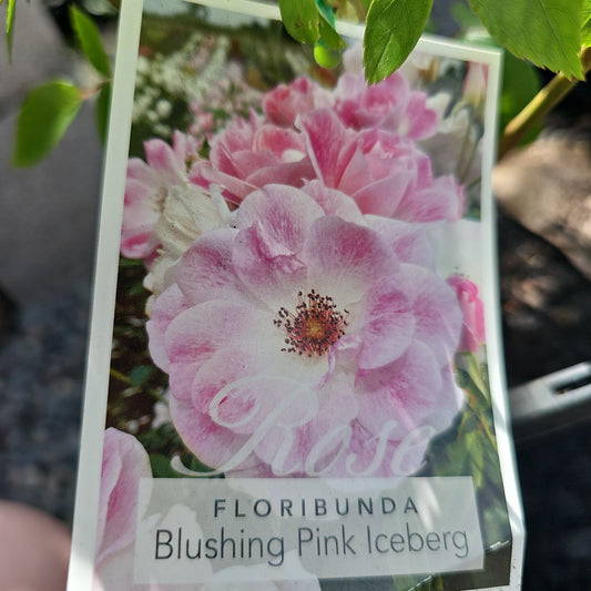 Rose 'Blushing Pink Iceberg' (Floribunda Rose) 20cm