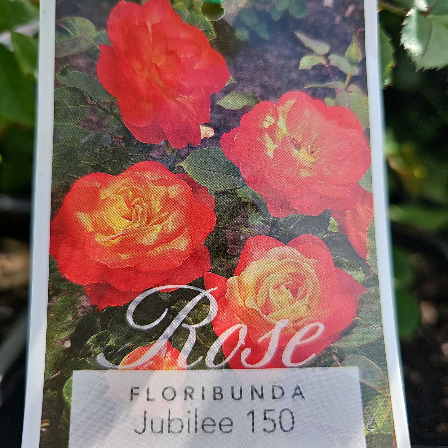 Rose 'Jubilee 150' 20cm