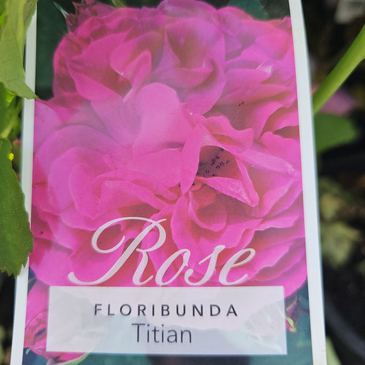 Rose 'Titian' 20cm