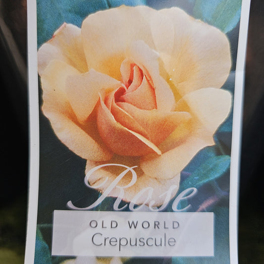 Rose 'Crepuscule' (Climbing Rose) 20cm