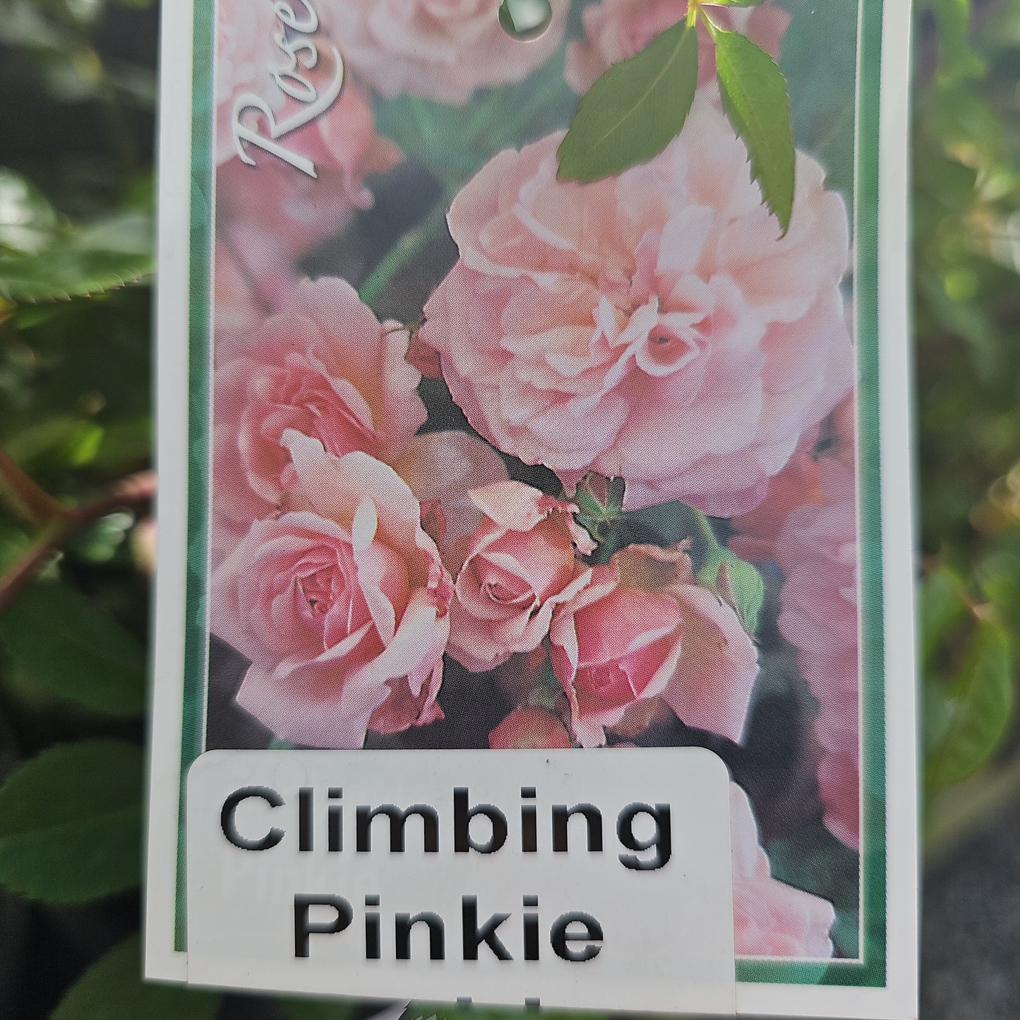 Rose 'Pinkie' 20cm